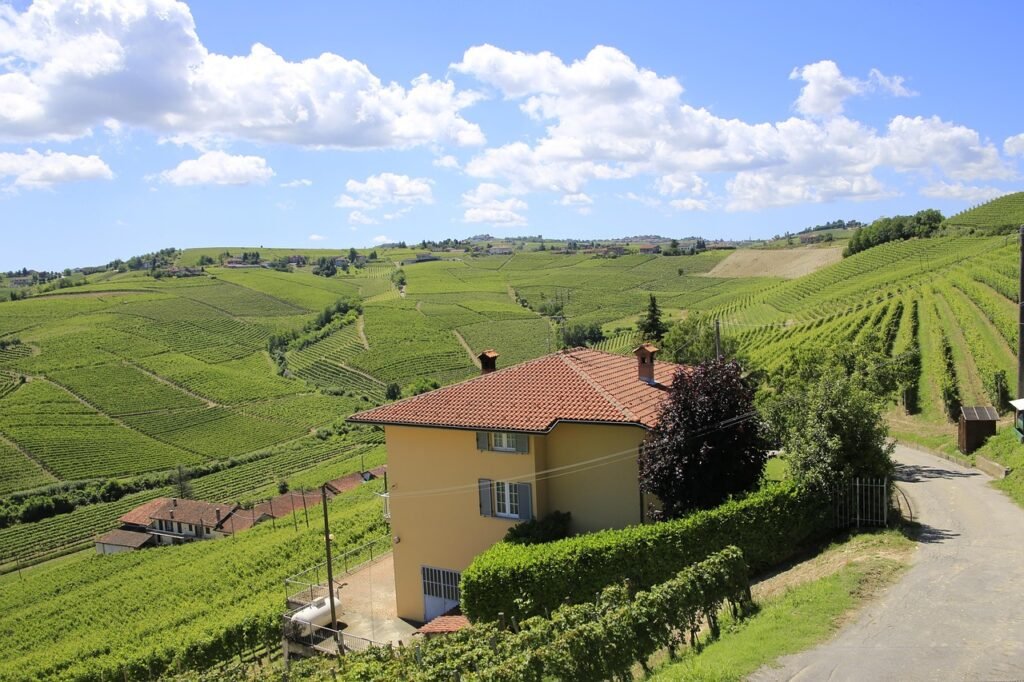 Campo de vinícolas da Europa em Piemonte, Itália, com fileiras de parreiras alinhadas sob céu claro