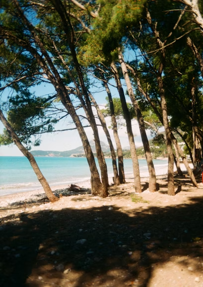 Praia tranquila com coqueiros espalhados pela areia branca e águas azul cristalinas, sob um céu ensolarado.