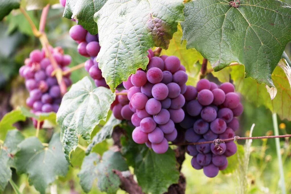 Cacho de uvas maduras pendurado na videira, em uma Vinícolas da Europa sob luz natural.